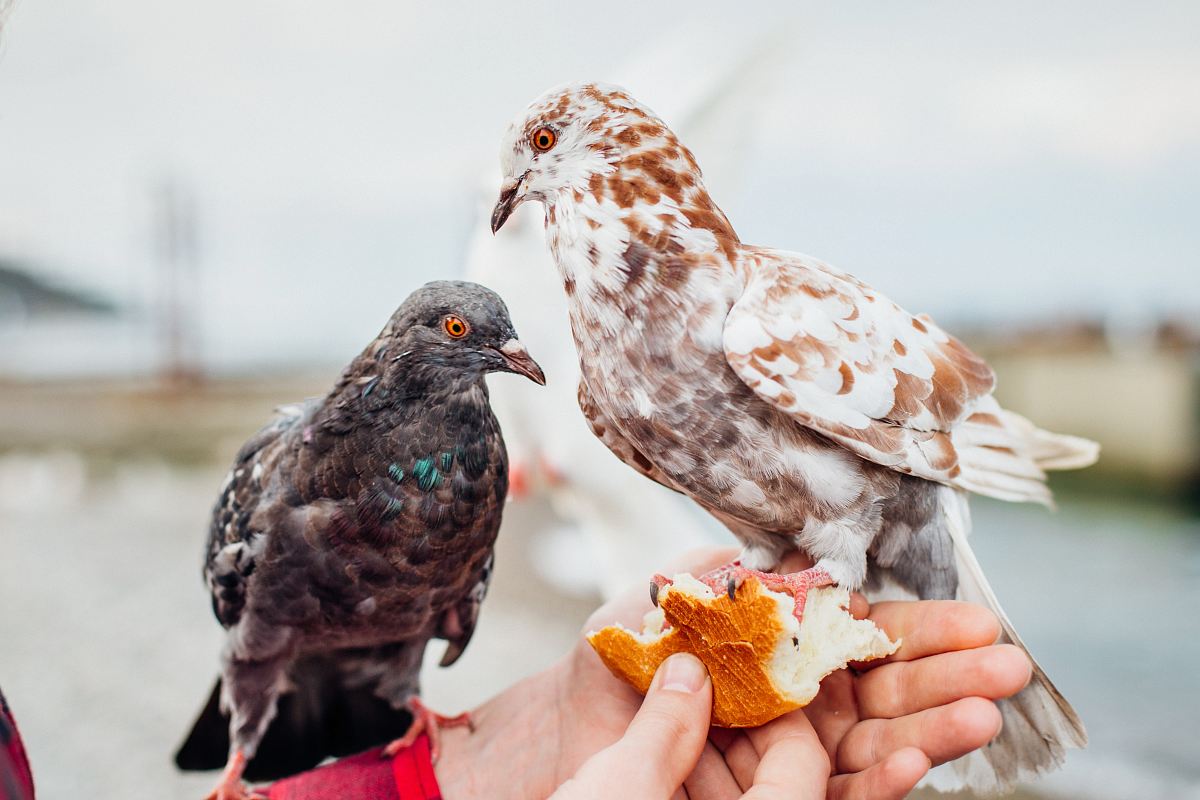 two black and brown birds on person's hand