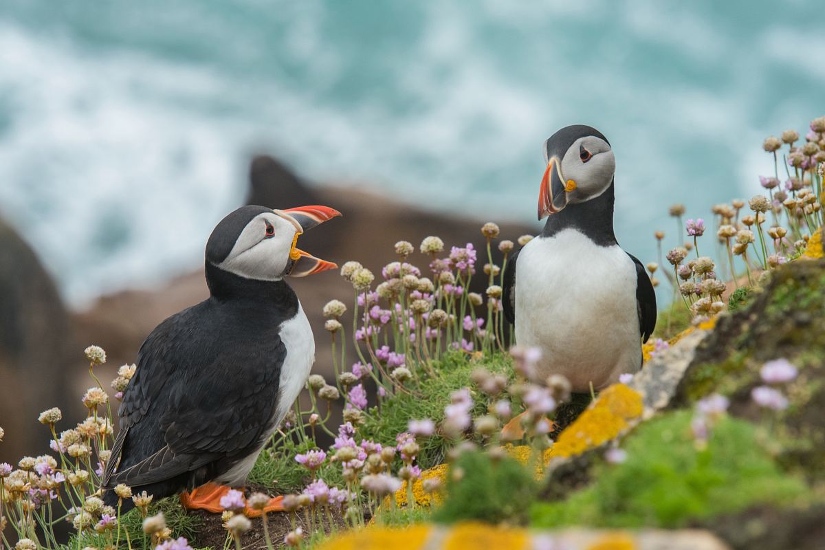 two black-and-white birds