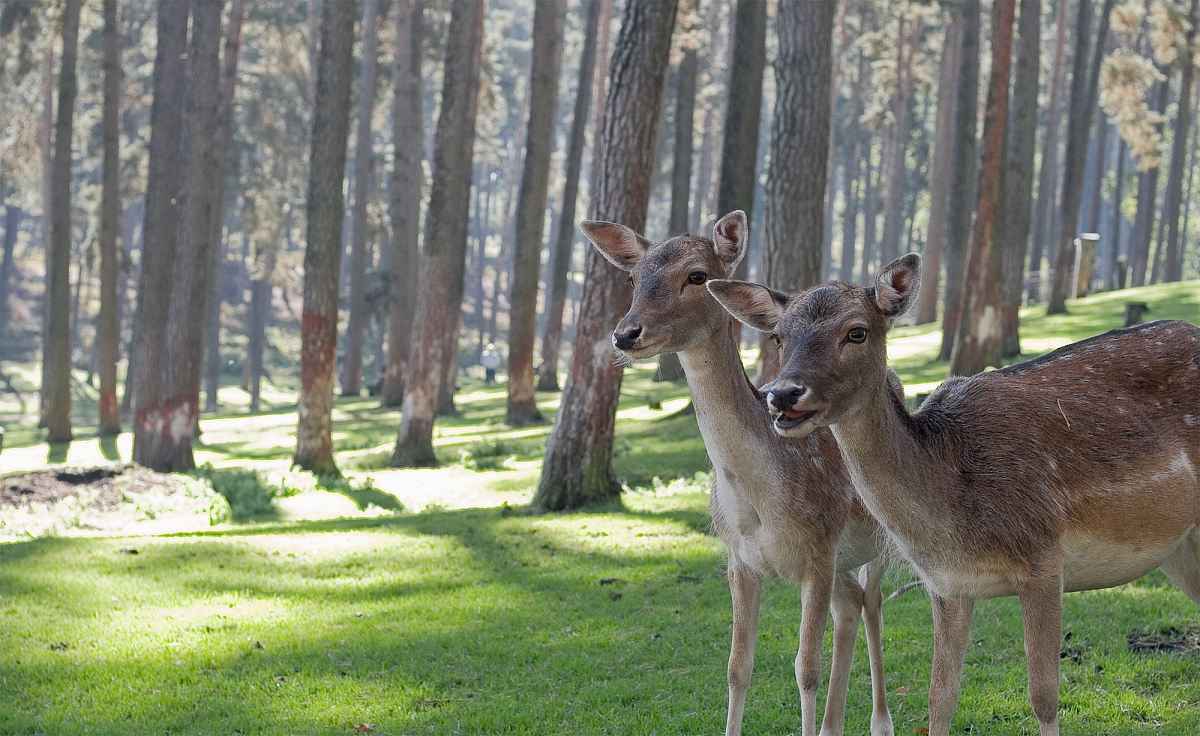 two brown deers in woods