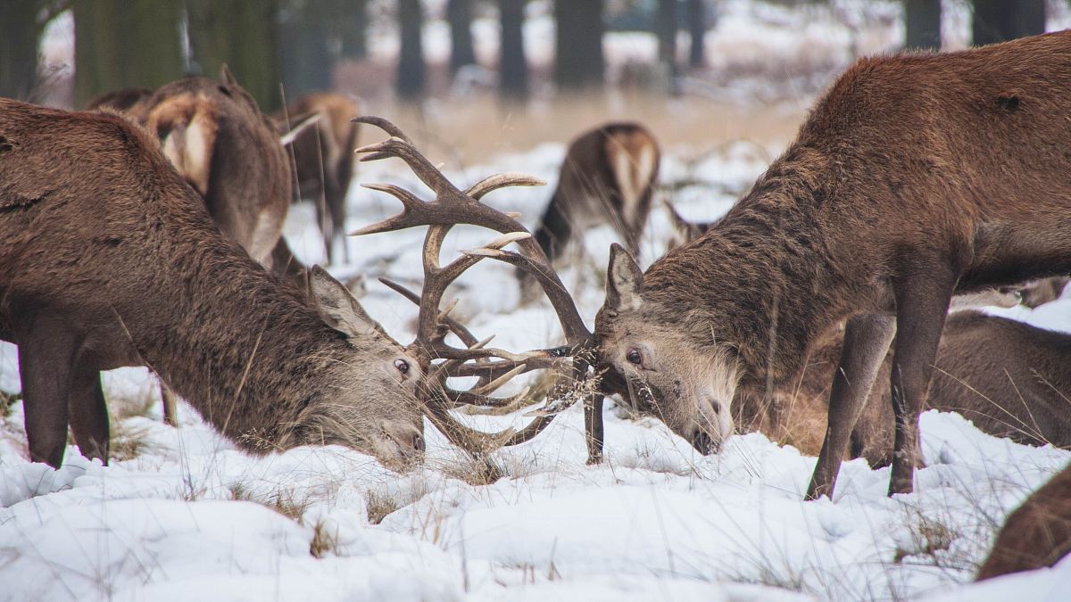 two deer fighting at middle of forest