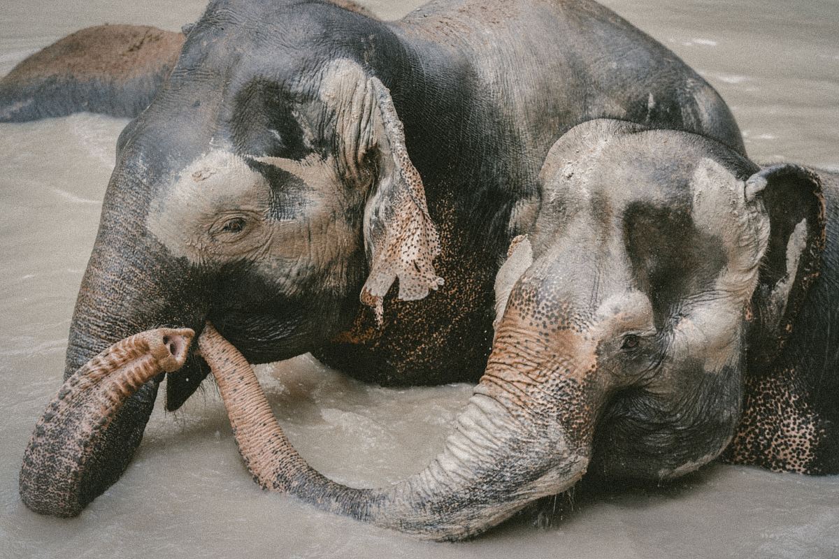 two elephant on body of water