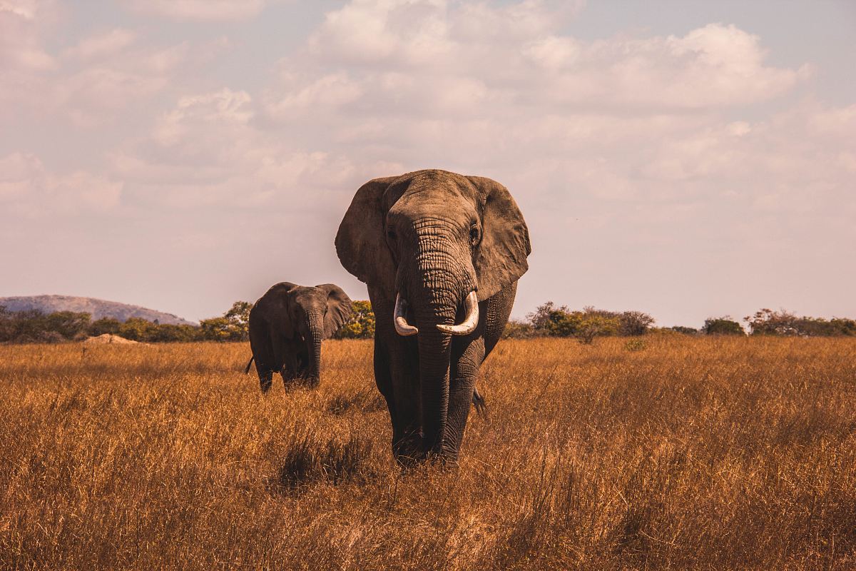 two elephants walking on grass covered ground