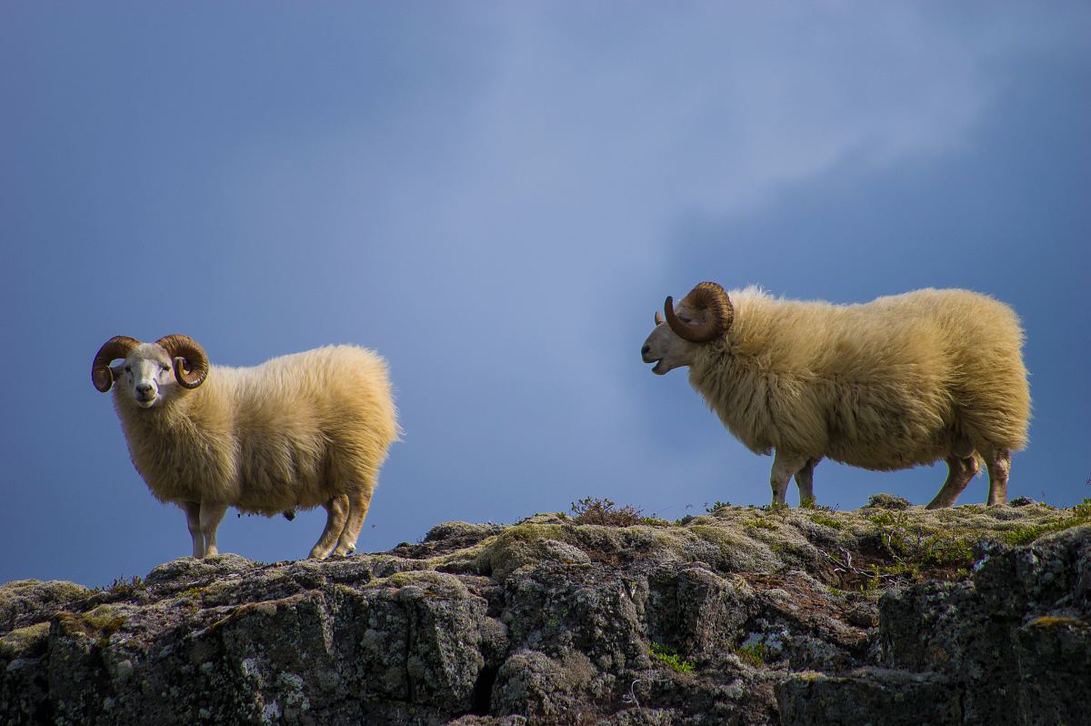 two mountain goats
