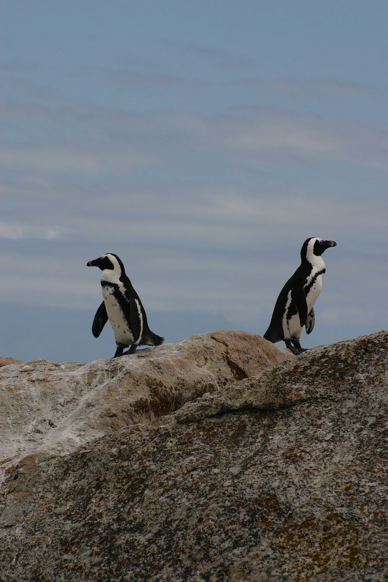 two penguins standing on rock