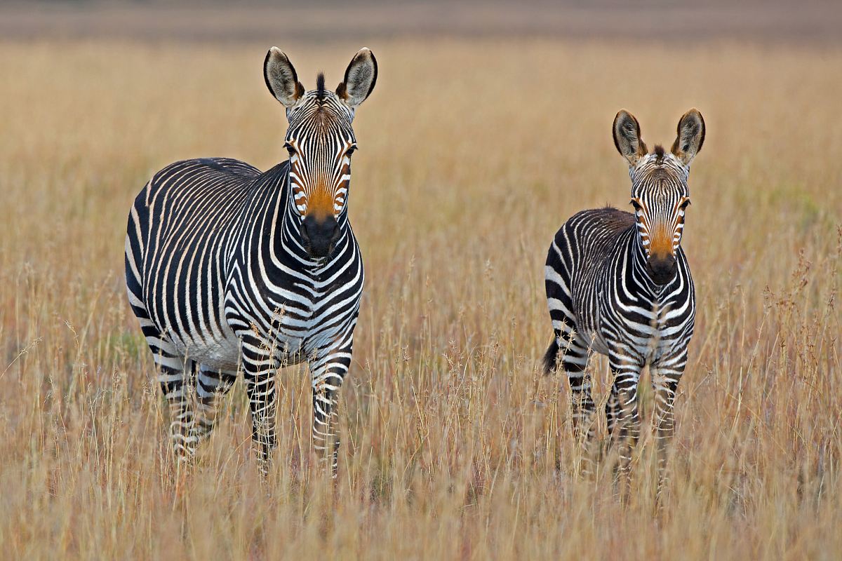 two zebra standing on brown grass field