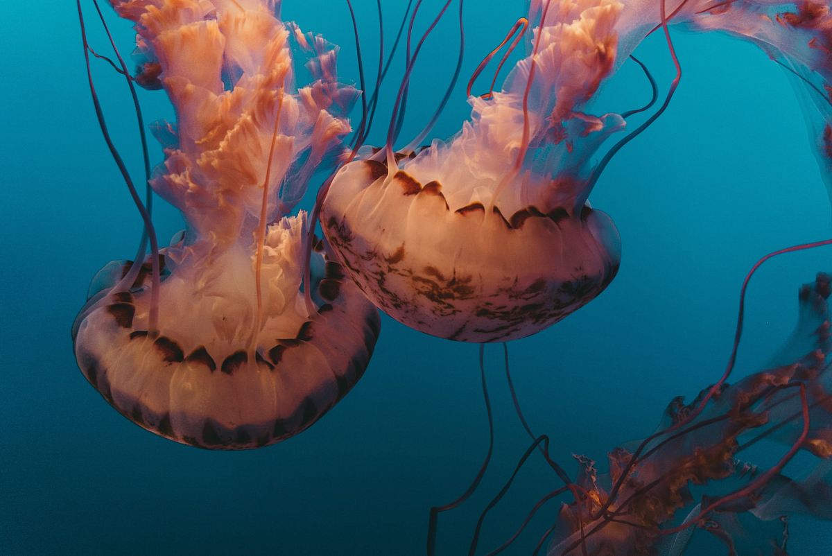 underwater photography of jellyfishes