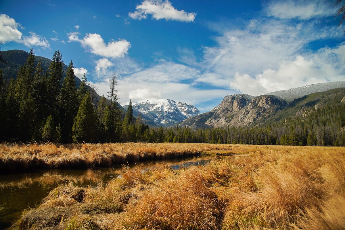 wheat field near pine trees beside mountains under blue and white sky