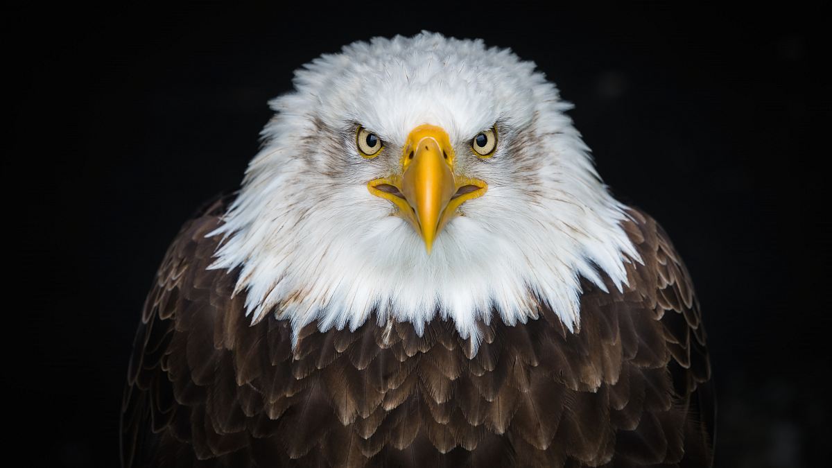 white and brown eagle