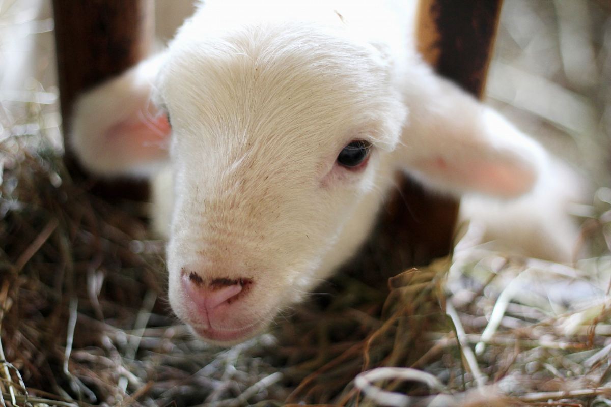 white goat