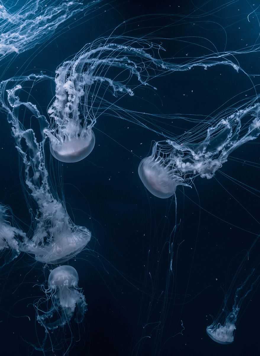 white jellyfishes swims
