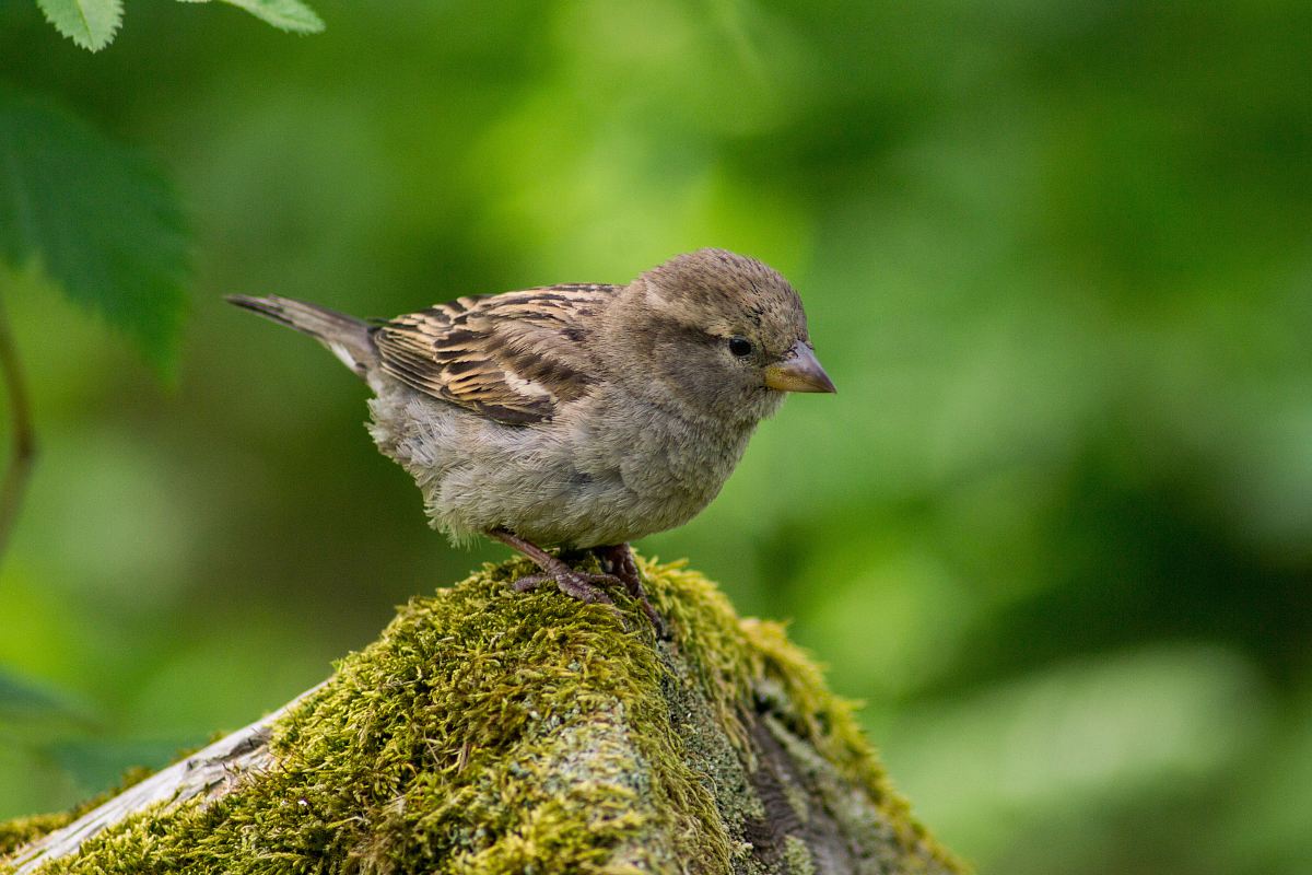 wildlife photography of brown hummingbird