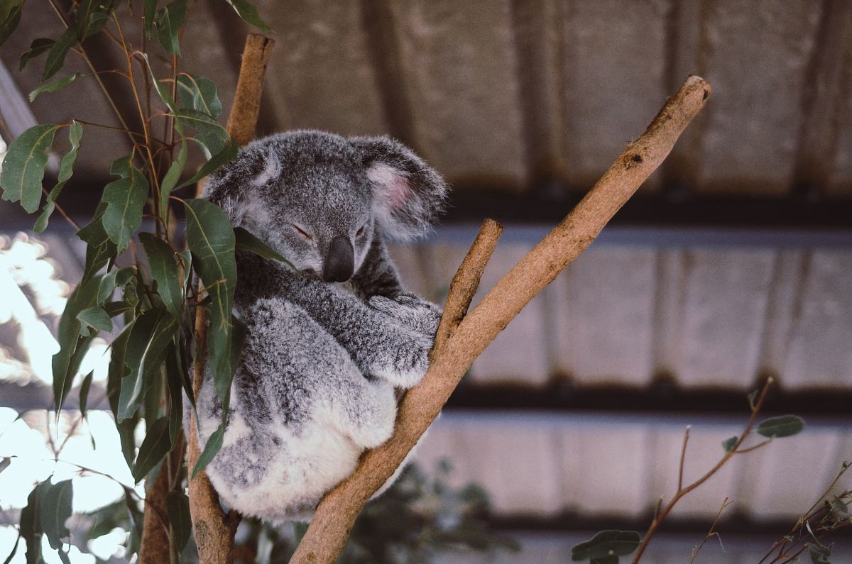 wildlife photography of koala on tree