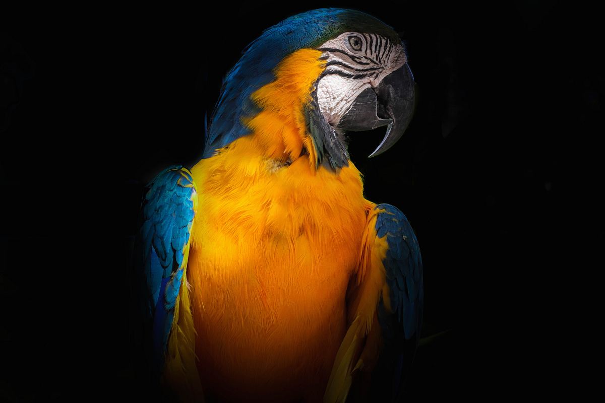 yellow and blue macaw