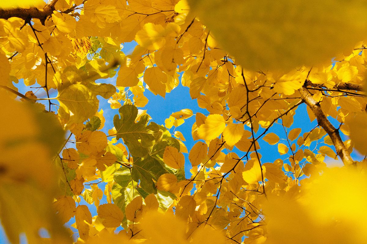 yellow leafed tree during daytime