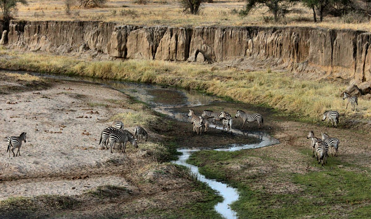 zebra near mountains