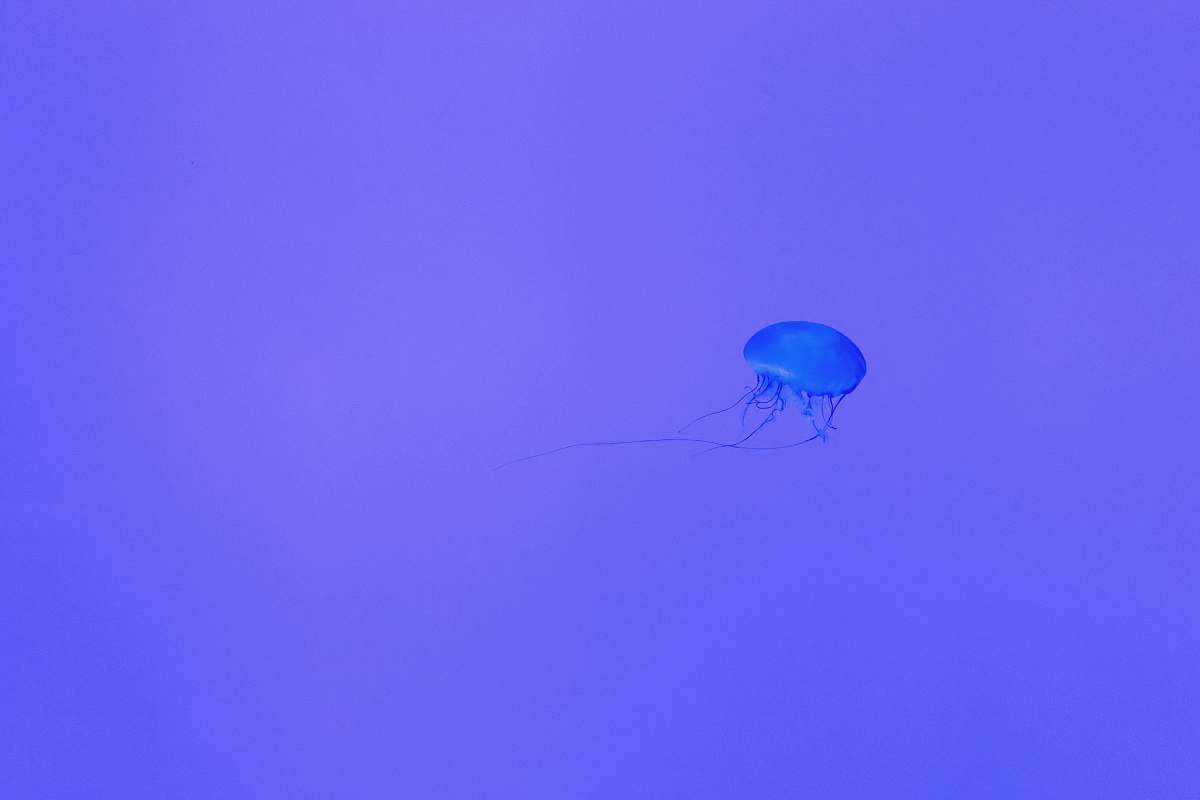  blue jelly fish 