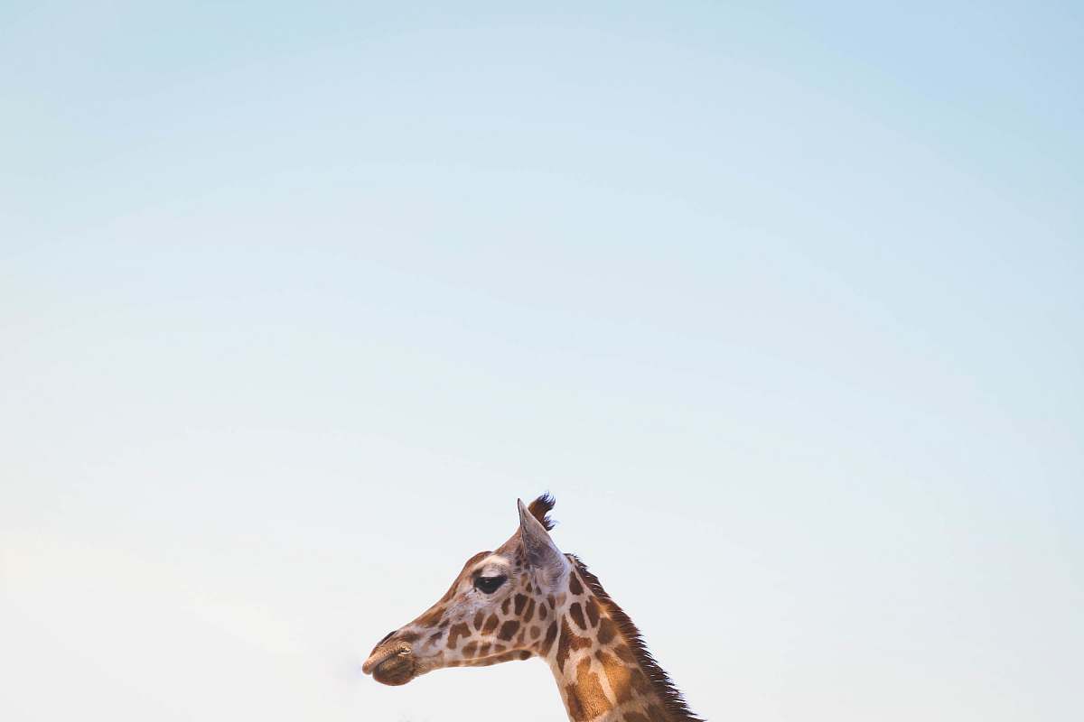 giraffe photo of giraffe wallpaper