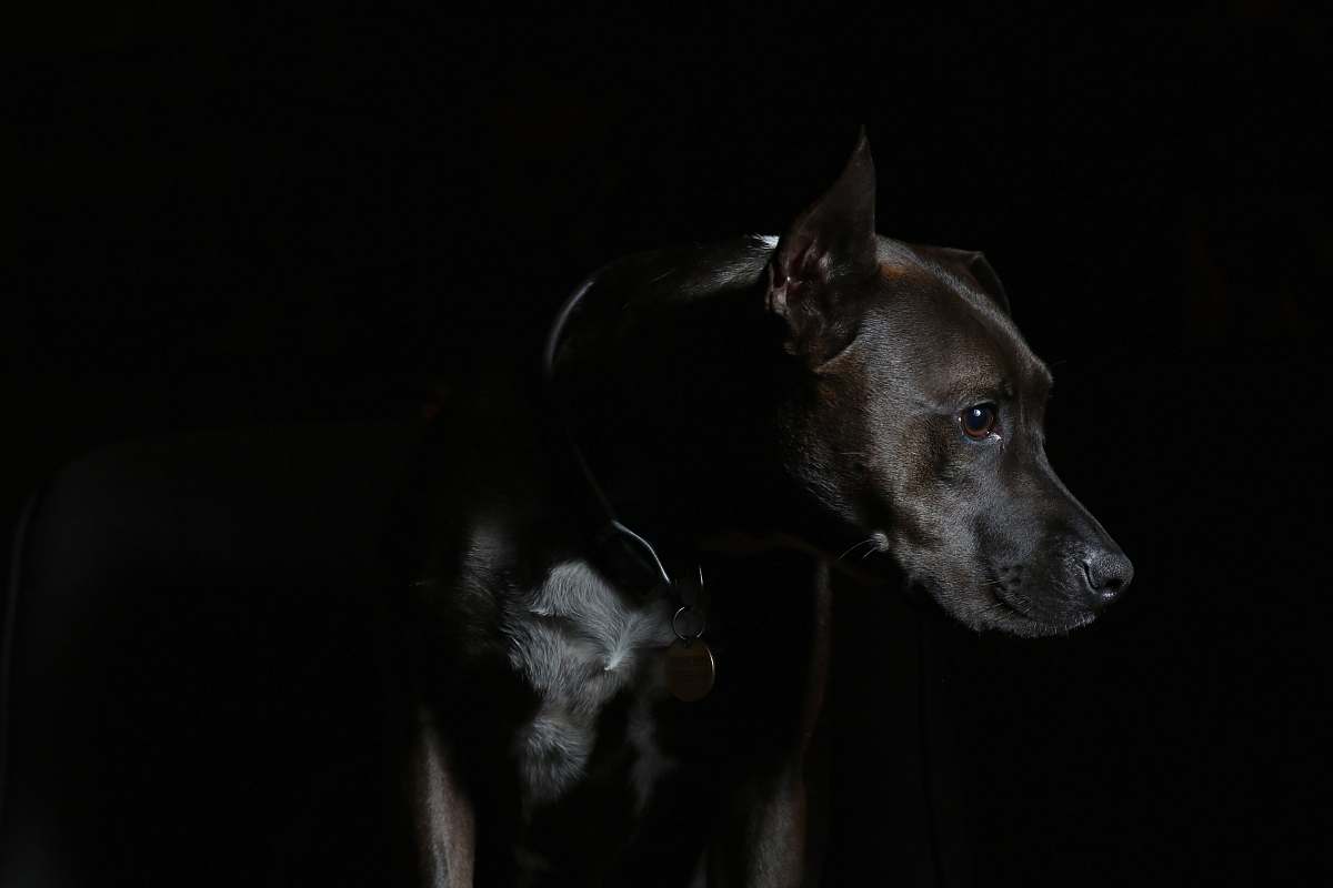 animal short-coated brown dog dog