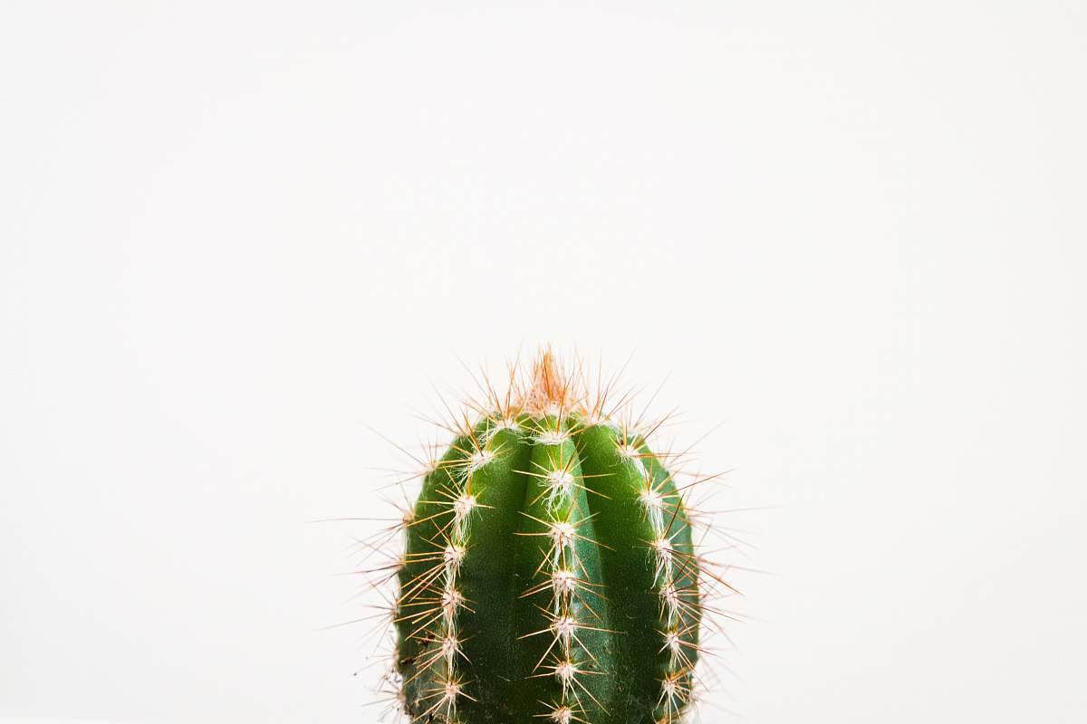 plant closeup photo of cactus against white background flora