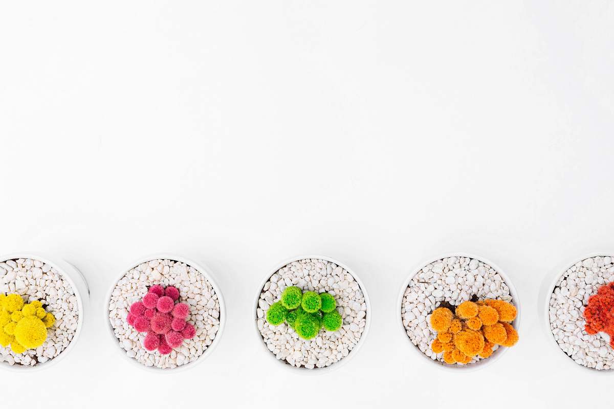 plant five assorted-color plants white