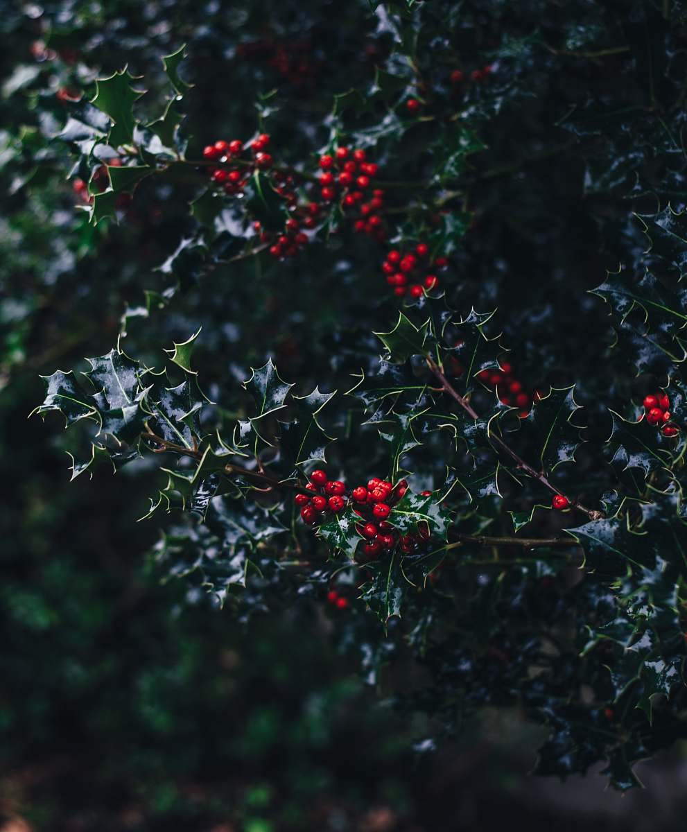 tree cluster of red fruits plant