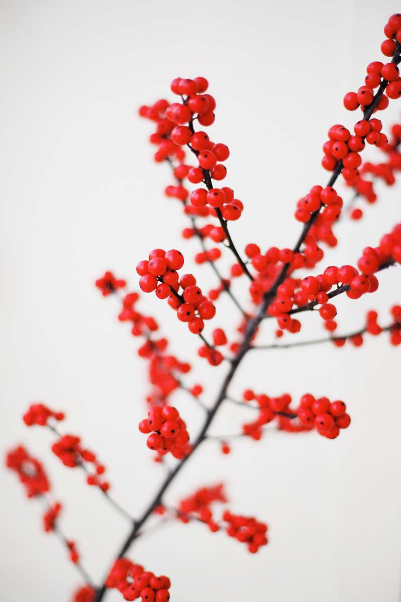 holiday macro shot photography of red fruits red