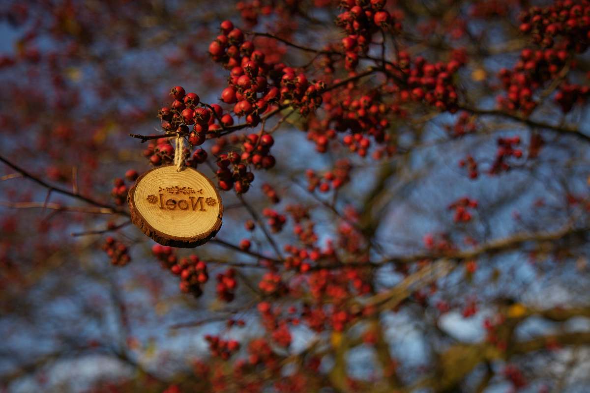 berry round brown Noel hanging decor at red fruits tree