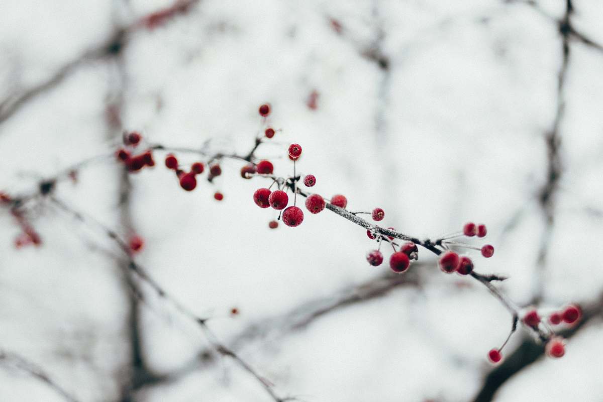 winter selective focus of red flowers holiday