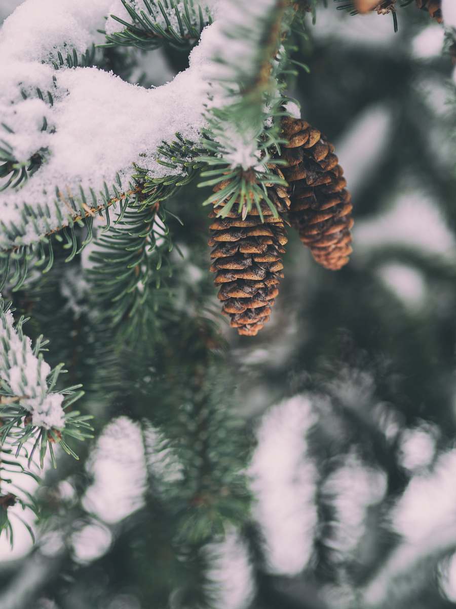 tree shallow focus photography of pine cone winter