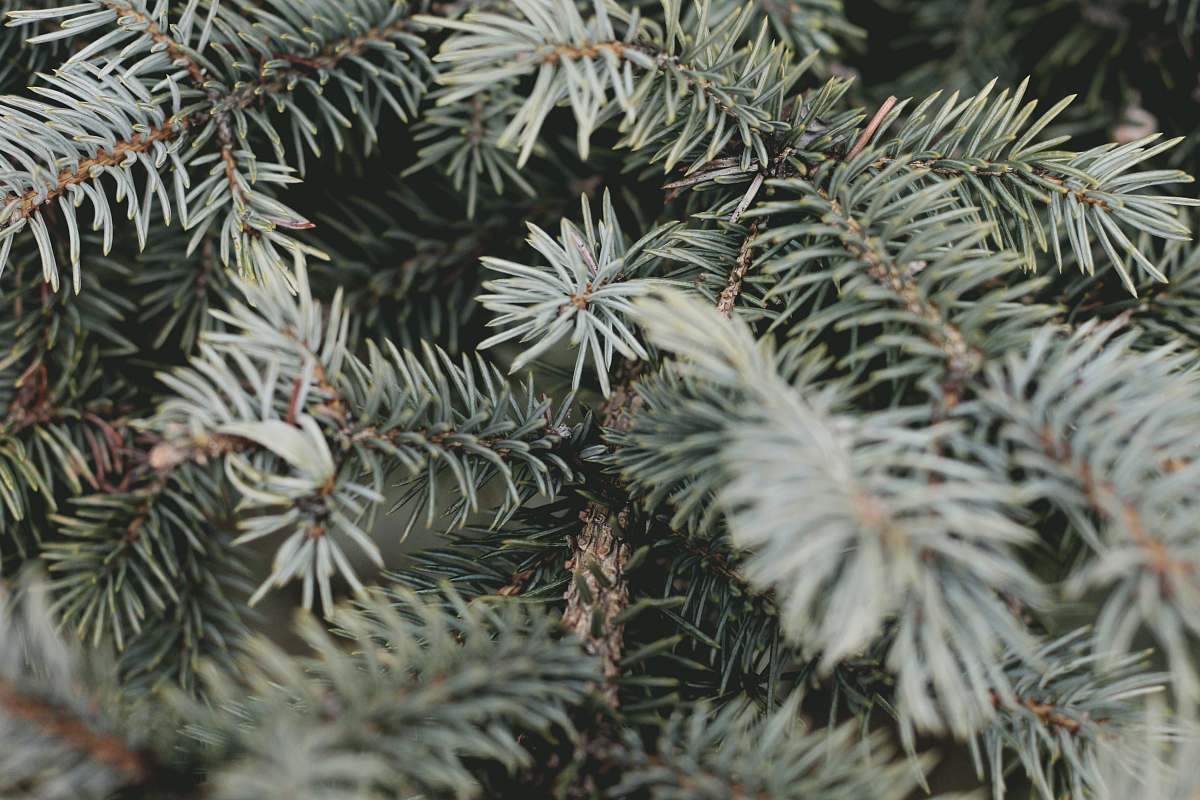 tree shallow focus photography of spruce tree pine