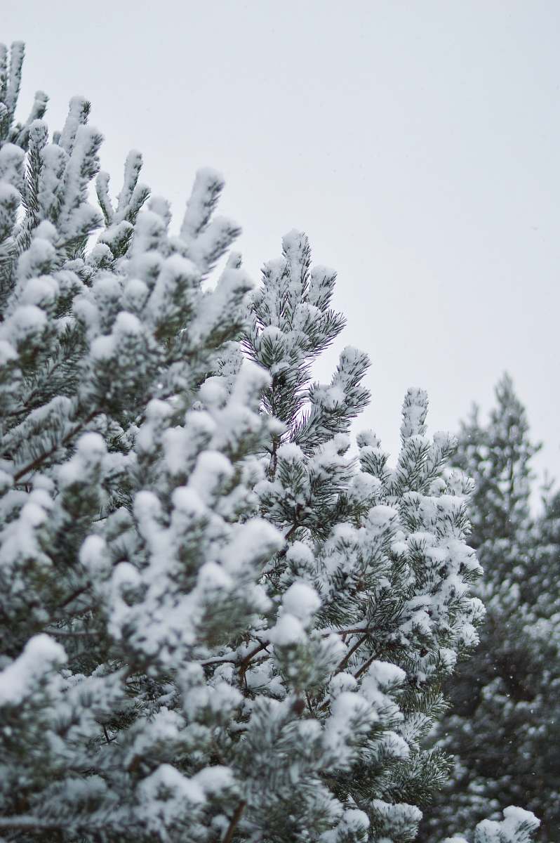 winter snow covered by tree during daytime tree