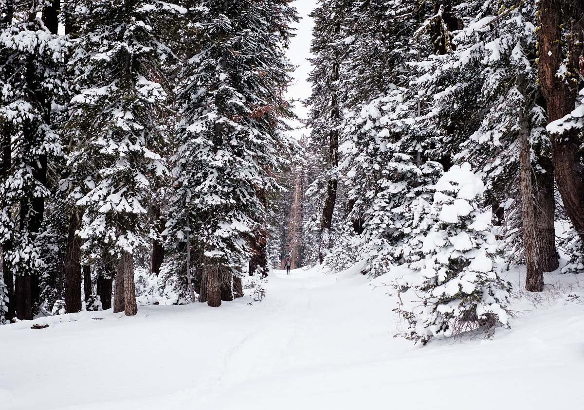 winter trees covered with snow snow
