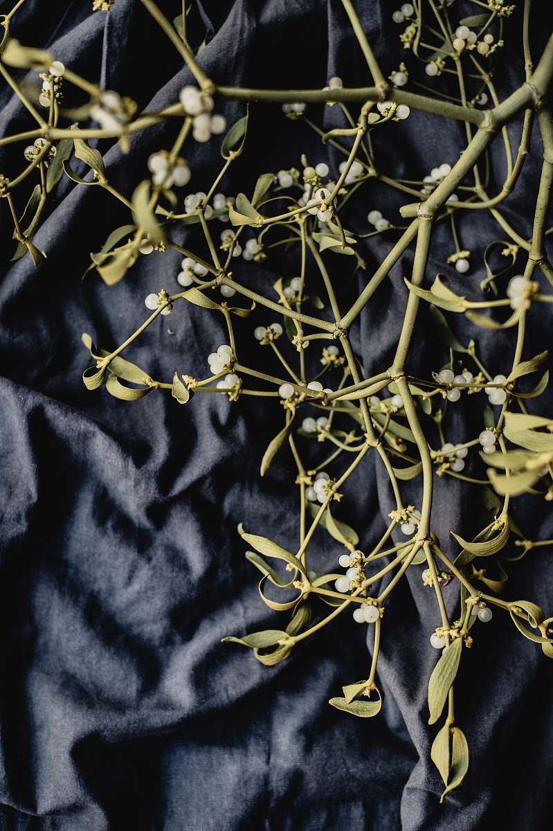 mistletoe white petaled flower berry