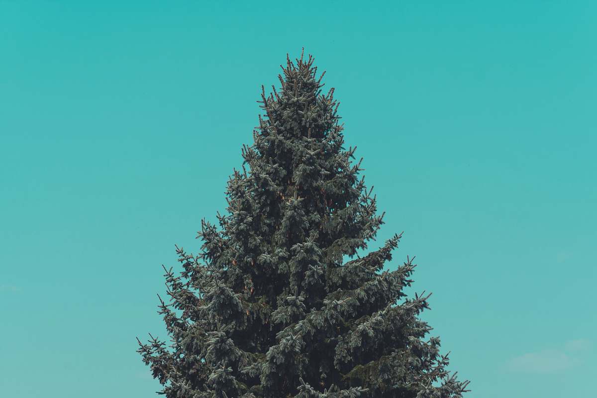 fir green pine tree under green sky tree