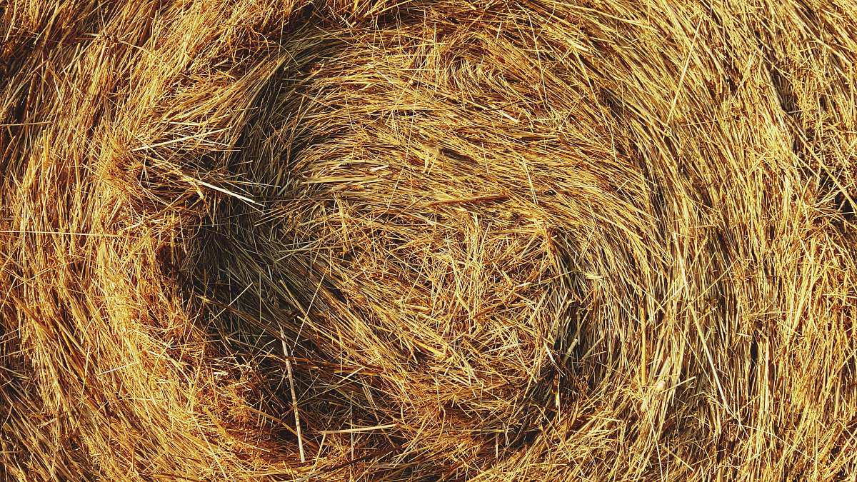 hay closeup photo of hay bale straw
