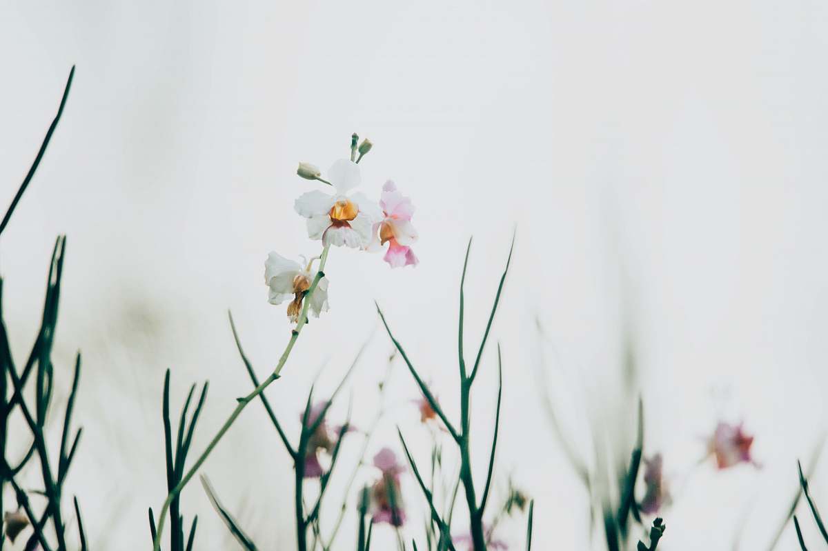 plant selective focus photography of white petaled flower cosmos