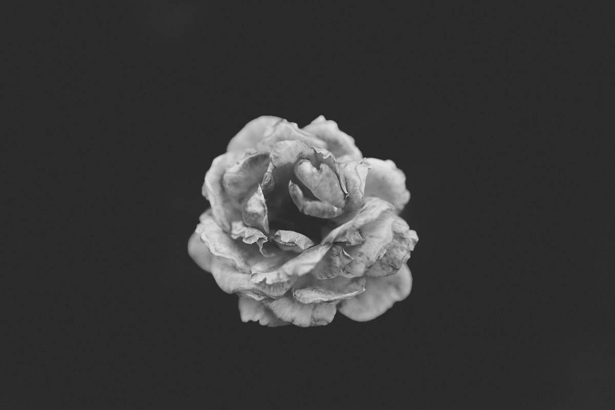 black-and-white grayscale photography of rose flower