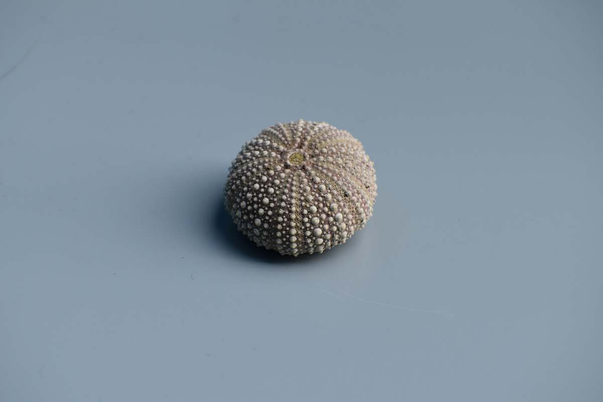 shell round beige pin cushion urchin