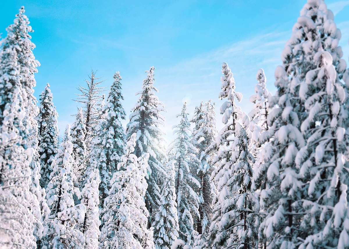 winter trees filled with snow during daytime spruce