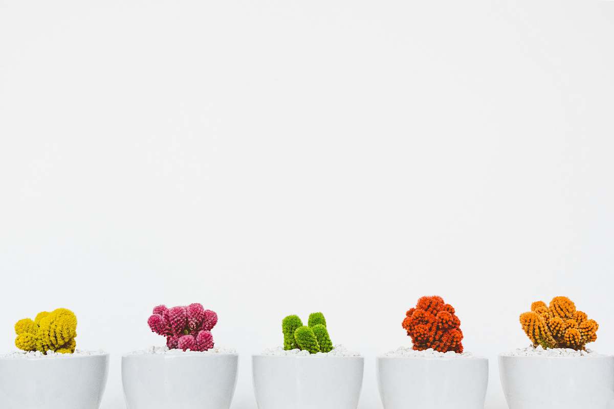 white assorted-colored cactus cactus