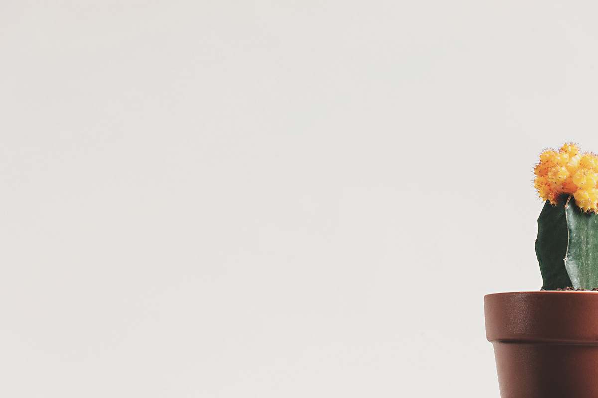 minimalist brown plant pot potted plant
