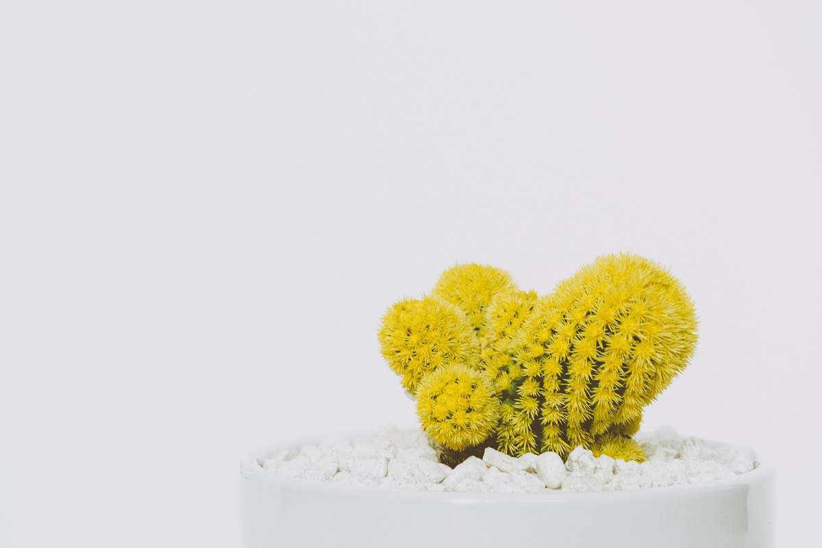 yellow cactus in white pot cactus