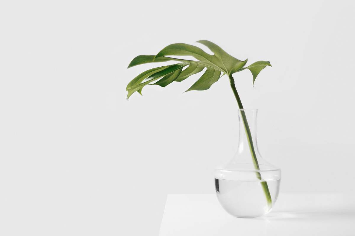 green Cheese plant leaf in clear glass vase vase