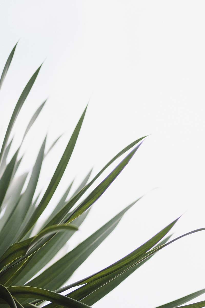 This stunning close-up photograph captures the intricate details of a vibrant green leaf, beautifully contrasting against a soft white sky. The vivid colors and textures evoke a sense of tranquility and connection to nature, making it ideal for use in environmental campaigns, wellness advertisements, or design projects focused on sustainability. The simplicity of the scene allows for versatile applications, whether in print or digital media.