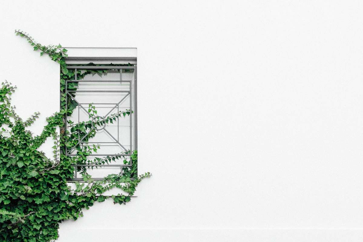 ivy closed window near tree vine
