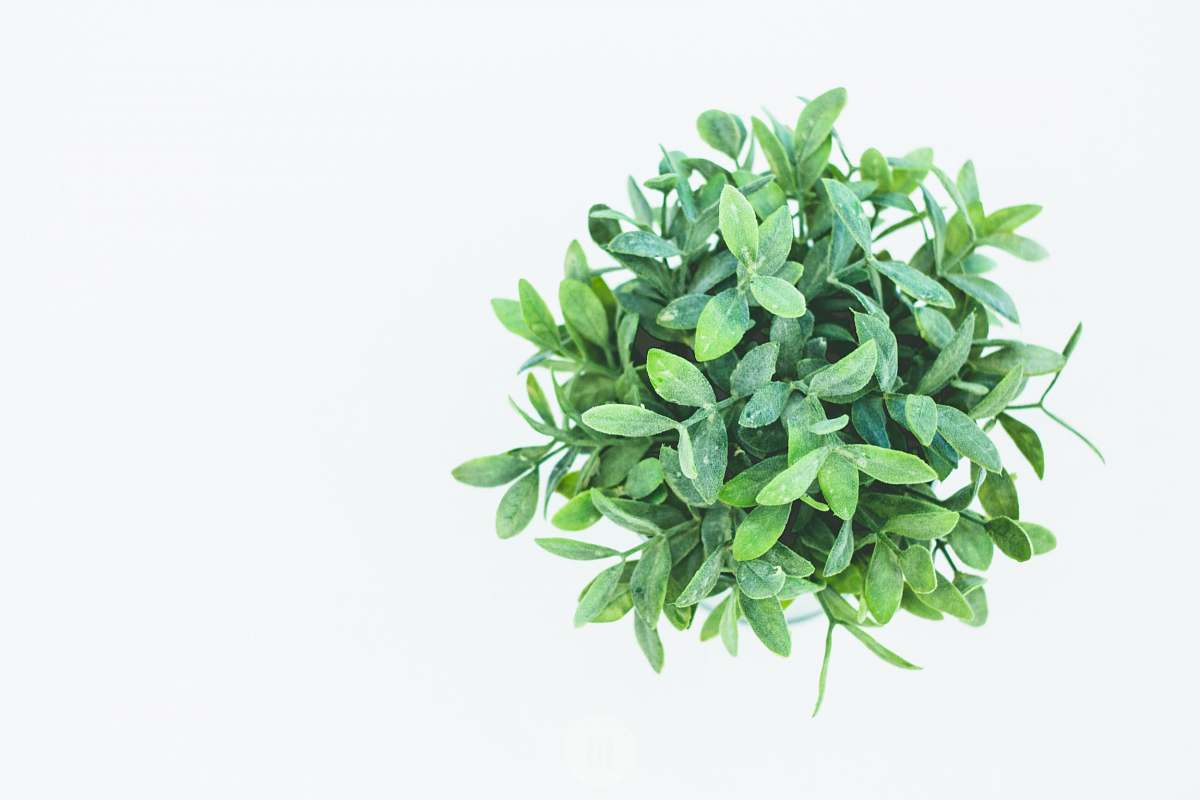 atlanta green leaf plant leaves