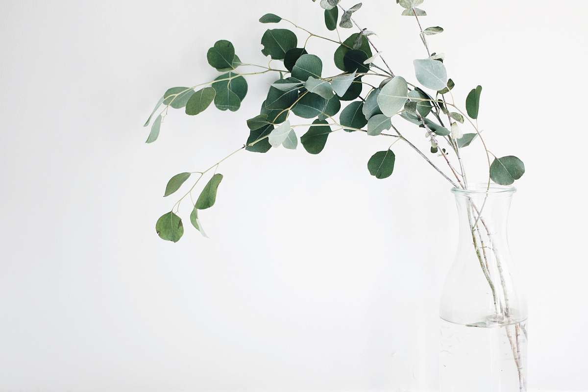 white green leaf plant leaves