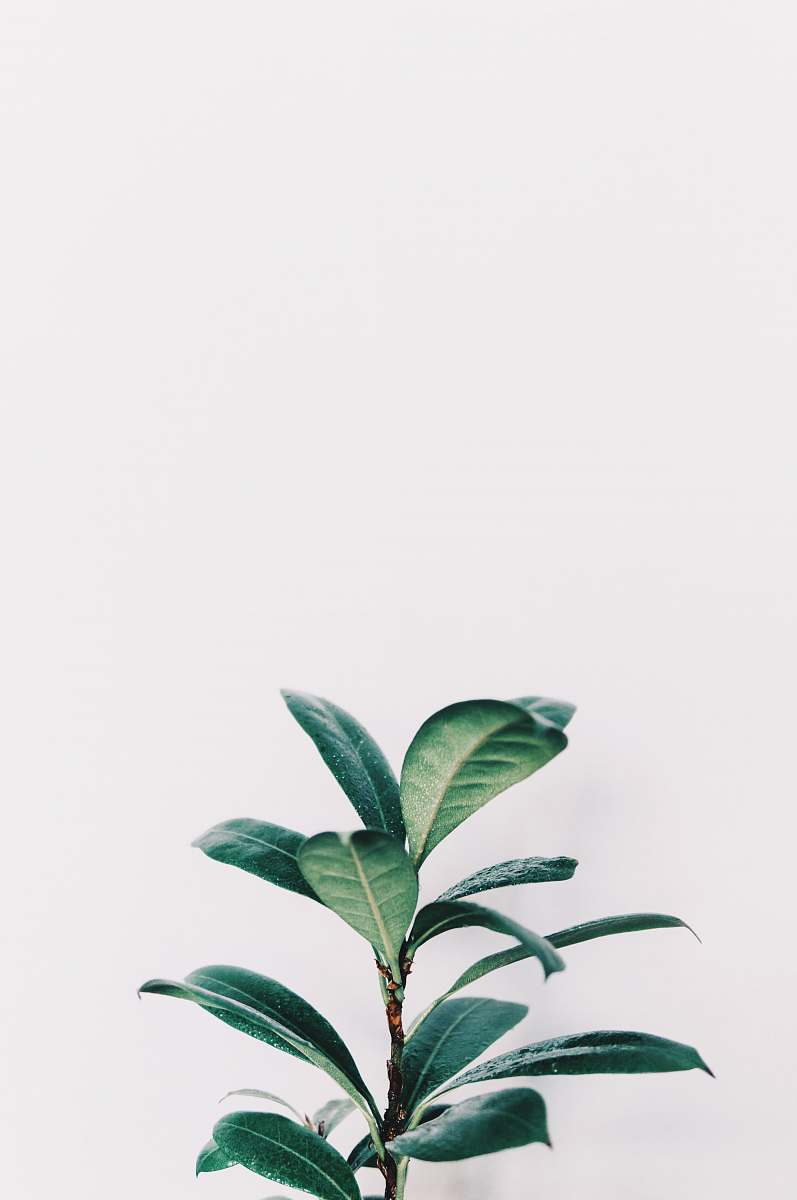 leaf green leafed plant closeup photo green