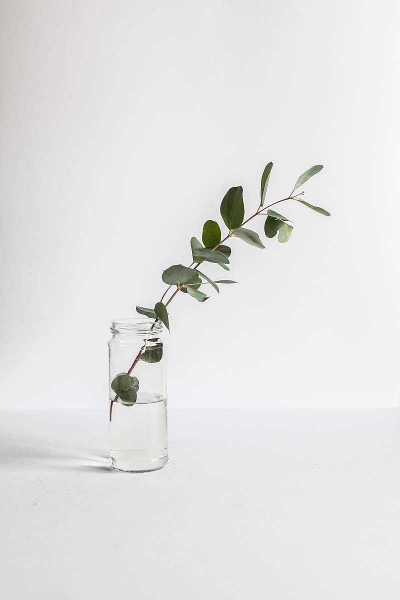 white green leafed plant in glass jar jar