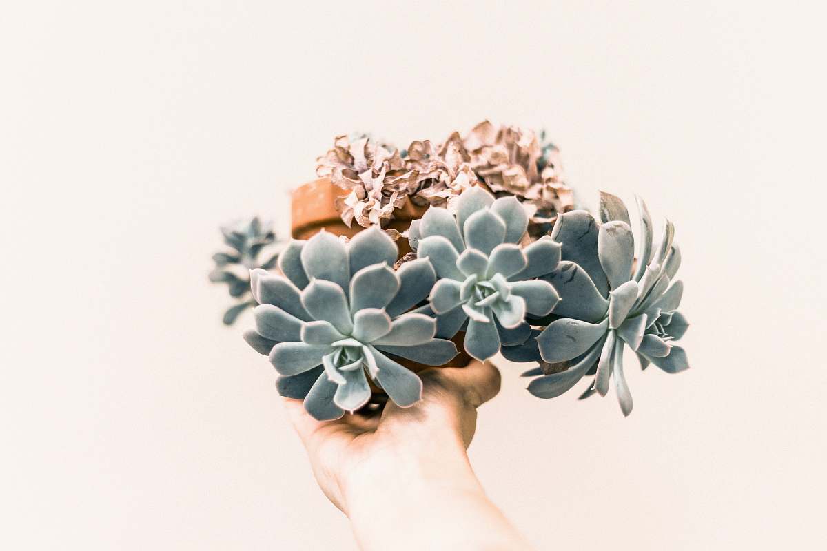 flower green succulent plant succulent